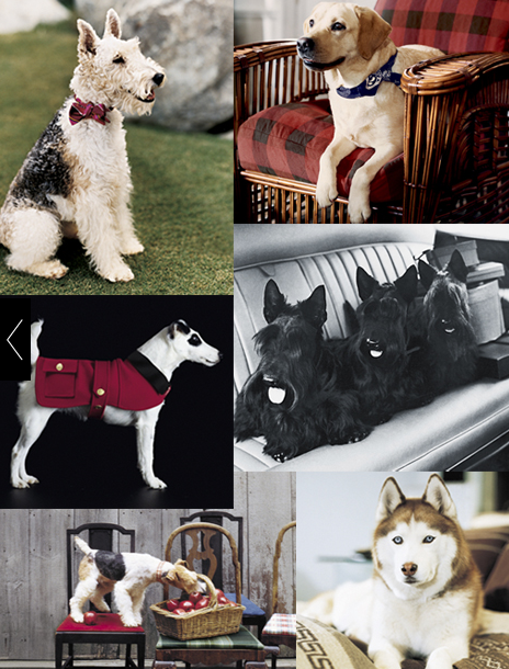 Pamper Your Pooch with Ralph Lauren Collection
